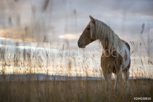 Picture of Mustang in a Meadow